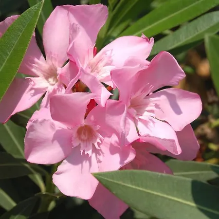 Cachet - Adult Only +14 3*