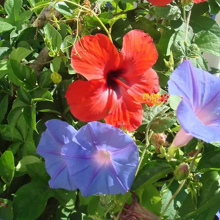 Hotel Cachet - Adult Only +14 3*