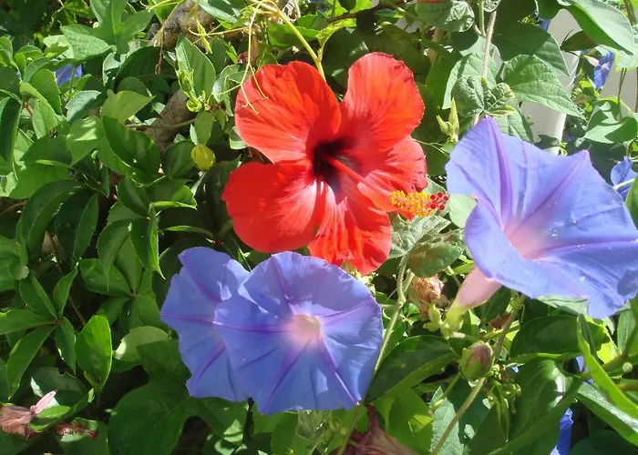 فندق Cachet - Adult Only +14 3*